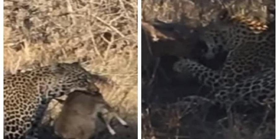 Duiker Shouts For Help As Leopard Plays With It