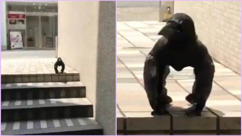 The crow that looks like a gorilla in Japan