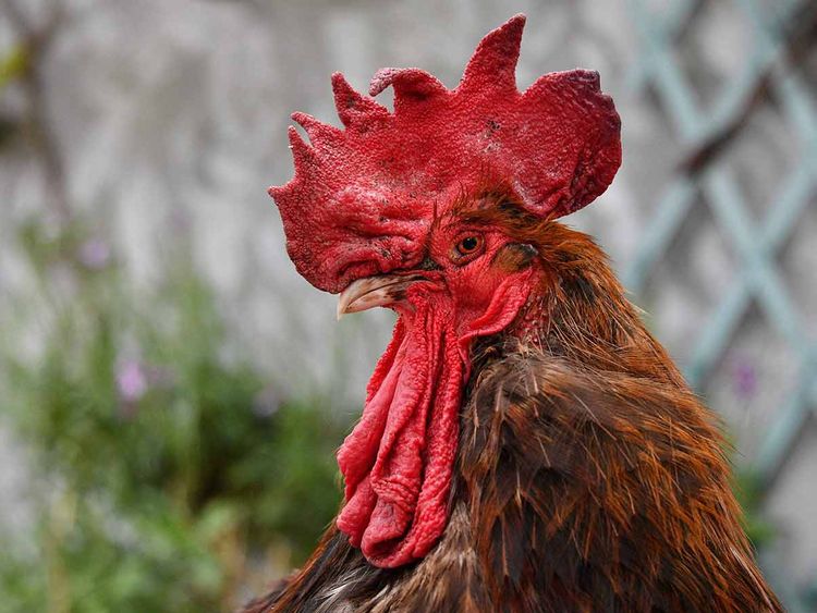 French rooster on trial for its 'cock-a-doodle-doo'