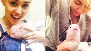 Miley Cyrus MOURNS Her Pet 'Pig Pig'
