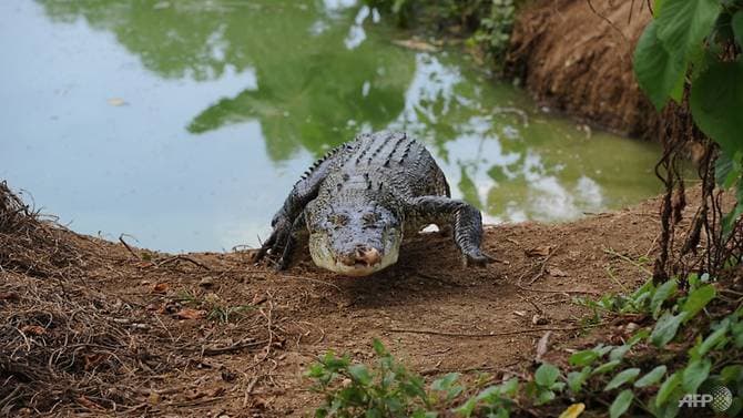 Philippine boy eaten by crocodile in latest attack