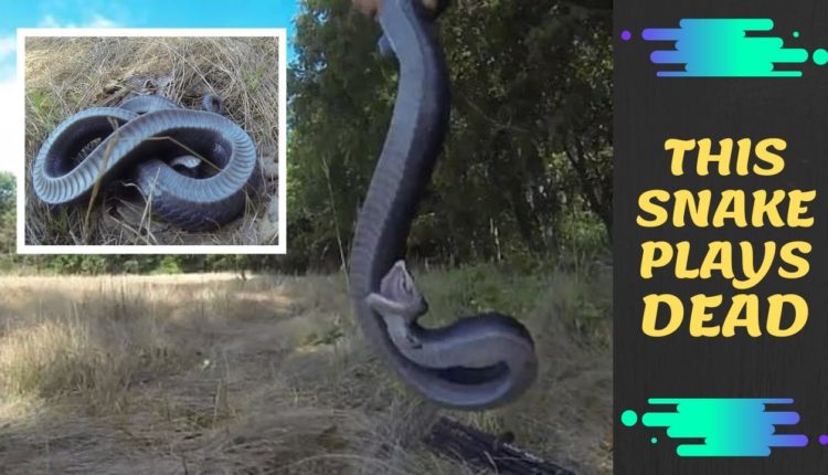 Snake Plays Dead in a Bizarre Performance to Deter Predators