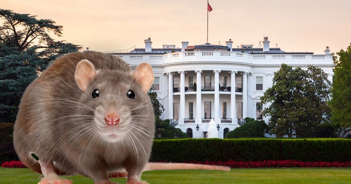Massive rats spotted at White House amid booming rodent .