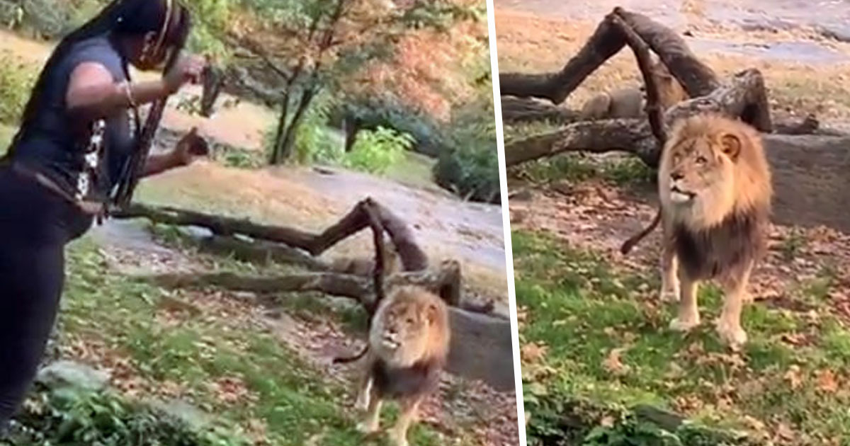 Woman dances, taunts lion after climbing into zoo exhibit