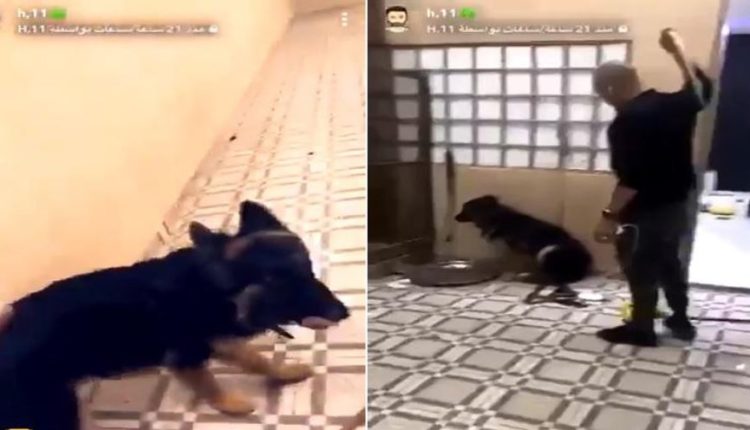 فيديو صادم.. شاهد شخص يعنف كلباً بعد تخريب استراحته