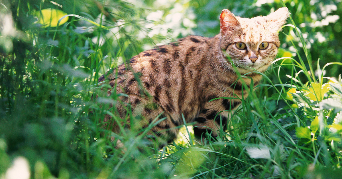 black-footed-cat