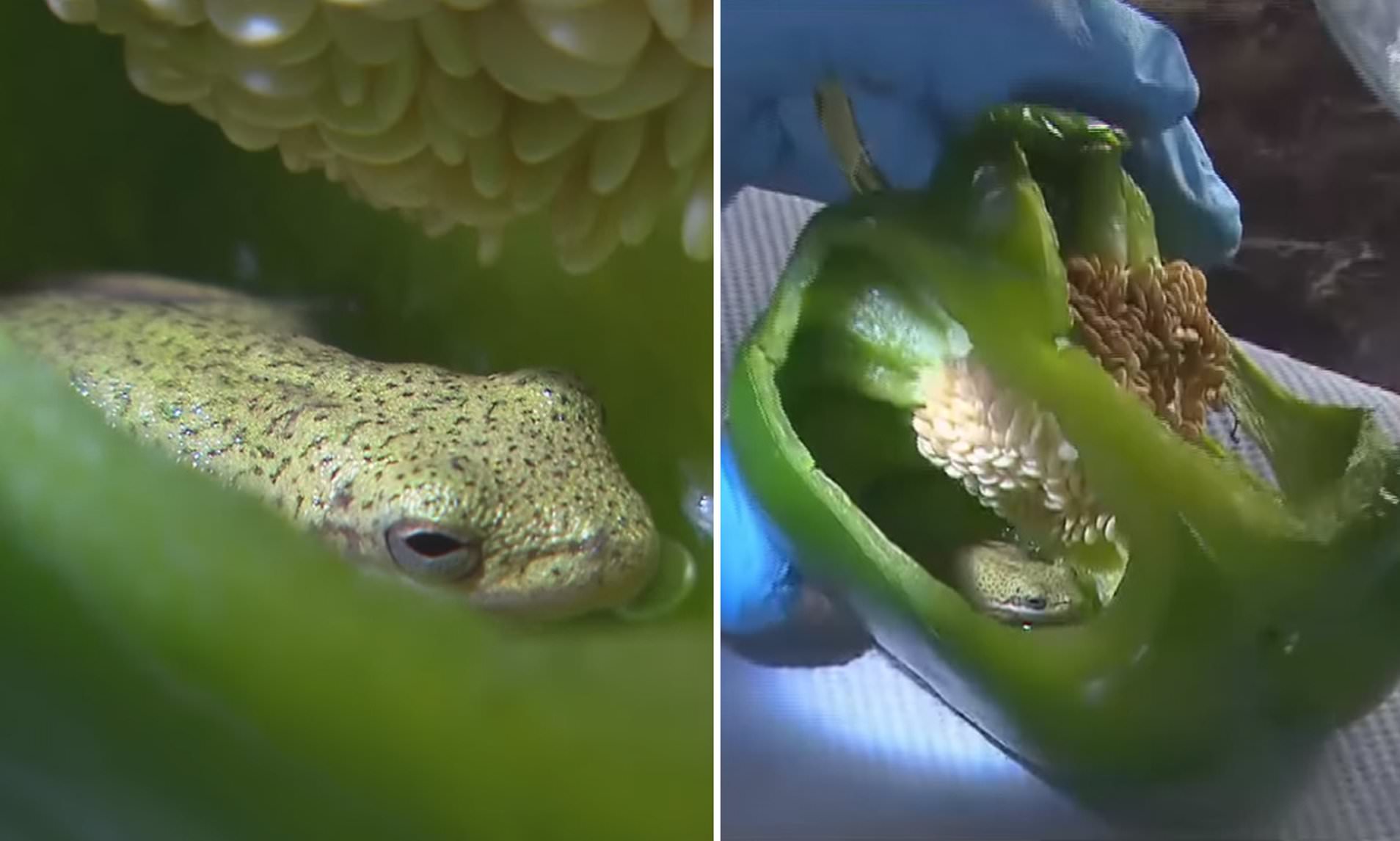 Couple find a live frog INSIDE a whole pepper they bought at their local grocery store - leaving experts mystified as to how