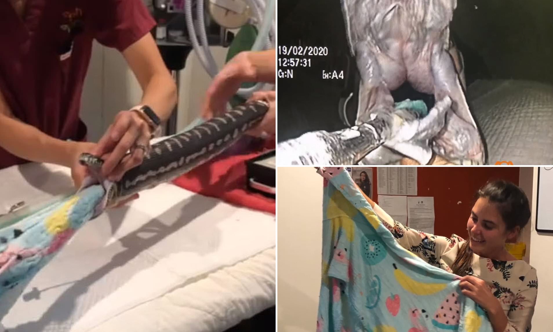 Sydney Vet pulls a beach towel from a python's throat