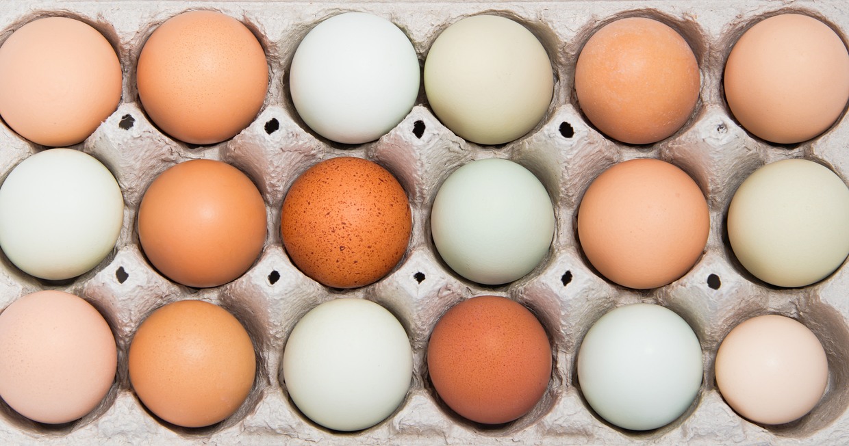 هل تعلم الفرق بين البيض الأبيض والبني؟