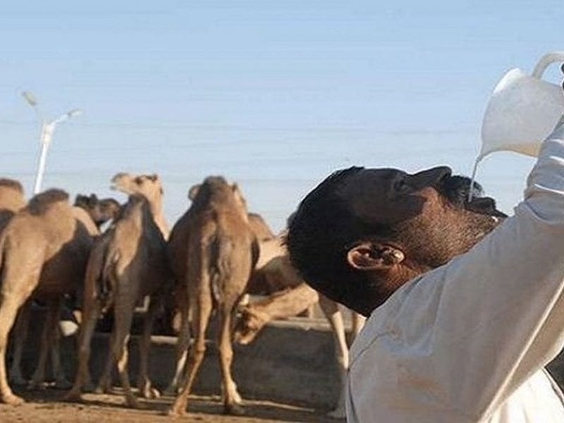 بول الابل