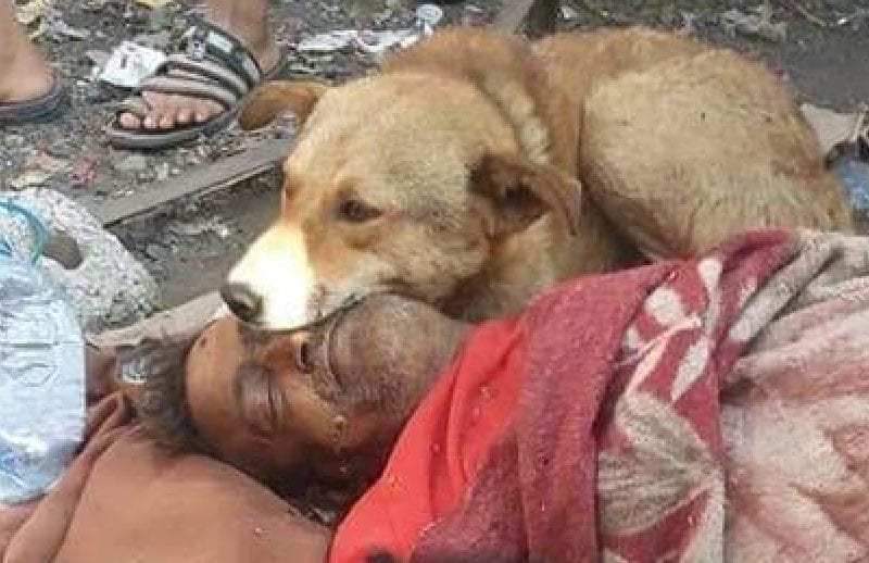 كلاب تحرس جثـة مشرد يمني اعتاد على إطعامها عقب وفـاته في الشارع