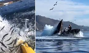 Humpback whale nearly swallows two kayakers i