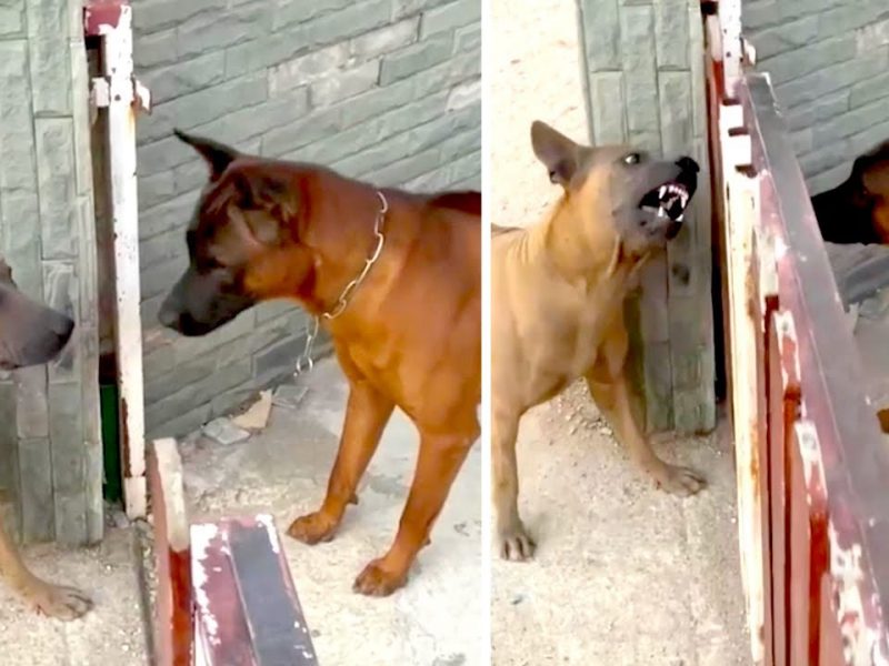 Dogs bark ferociously at each other only when the gate is closed