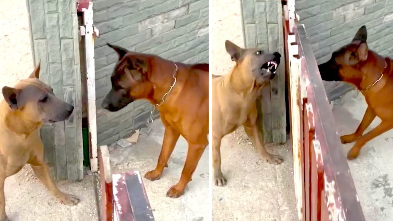 Dogs bark ferociously at each other only when the gate is closed