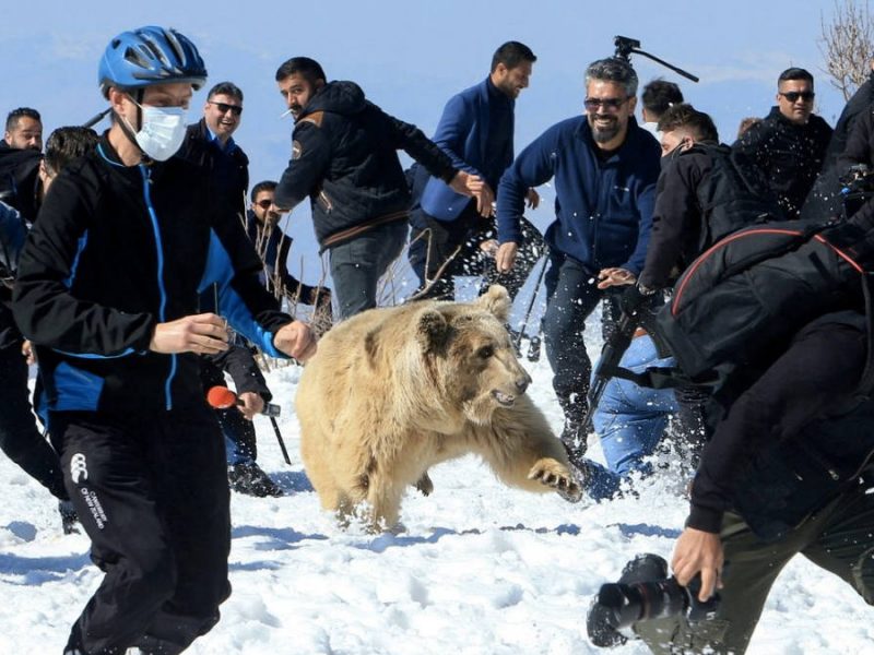 العشرات بفرون من دببة غاضبة