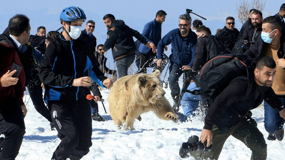 العشرات بفرون من دببة غاضبة