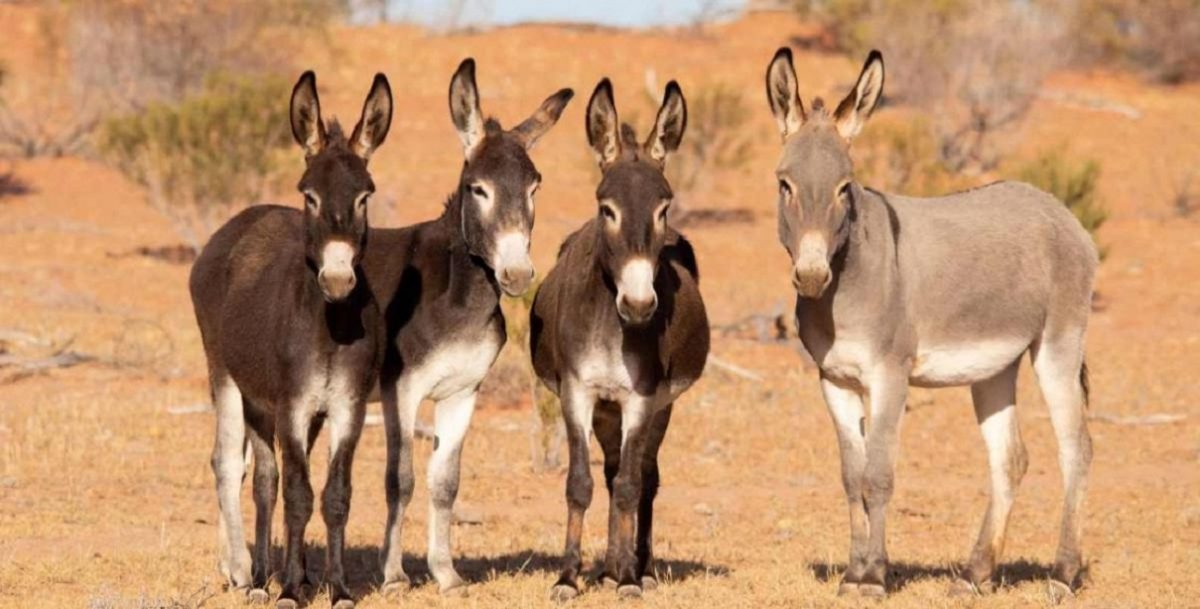 donkeys