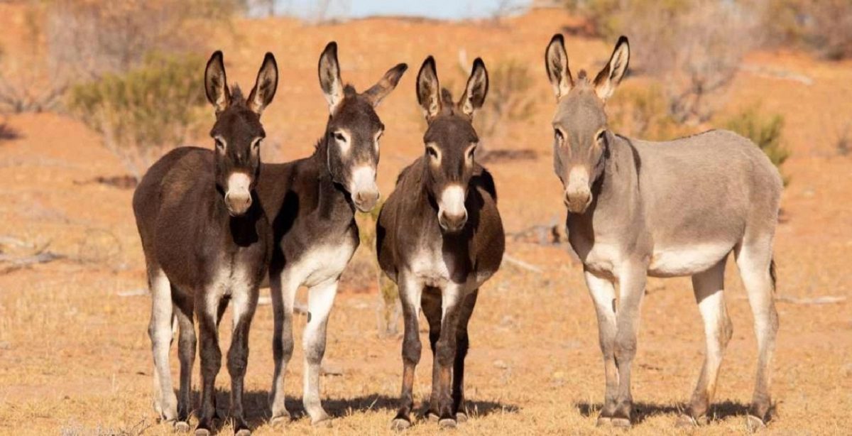 donkeys