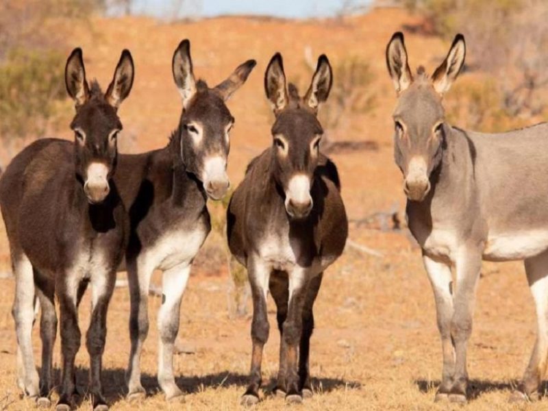 donkeys