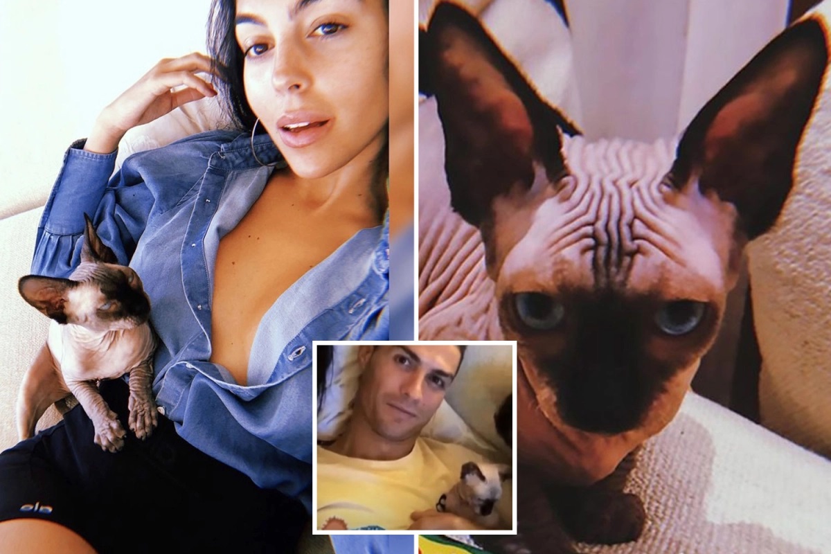 Cristiano Ronaldo and Georgina Rodriguez left heartbroken as their cat Pepe is hit by car