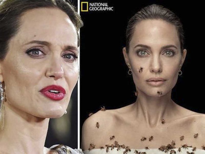 Nat Geo Celebrates ‘World Bee Day’ with Angelina Jolie