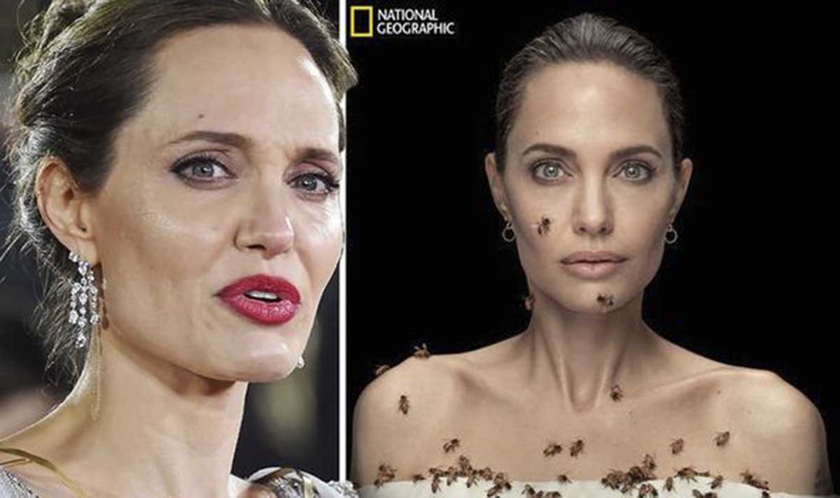 Nat Geo Celebrates ‘World Bee Day’ with Angelina Jolie