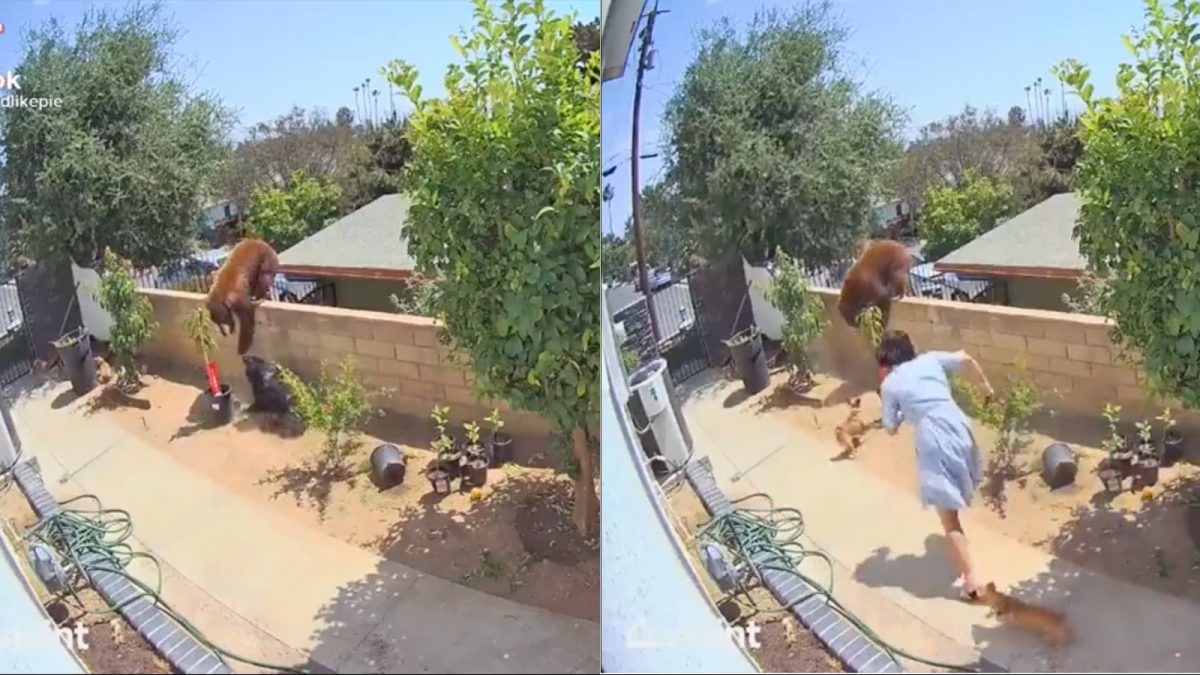 Woman Pushes Brown Bear off of Fence