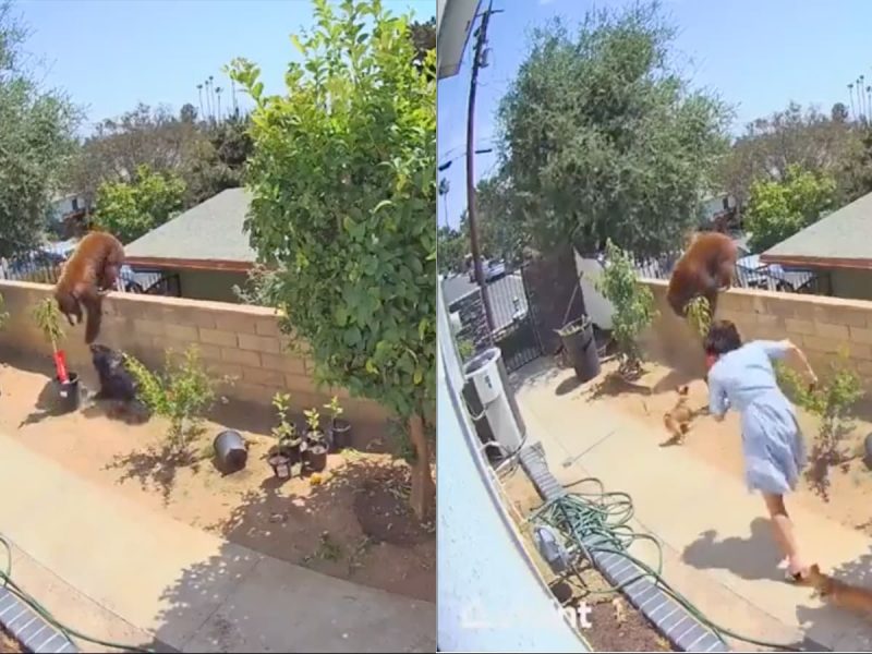 Woman Pushes Brown Bear off of Fence